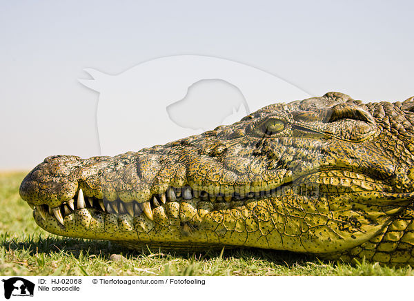 Nile crocodile / HJ-02068