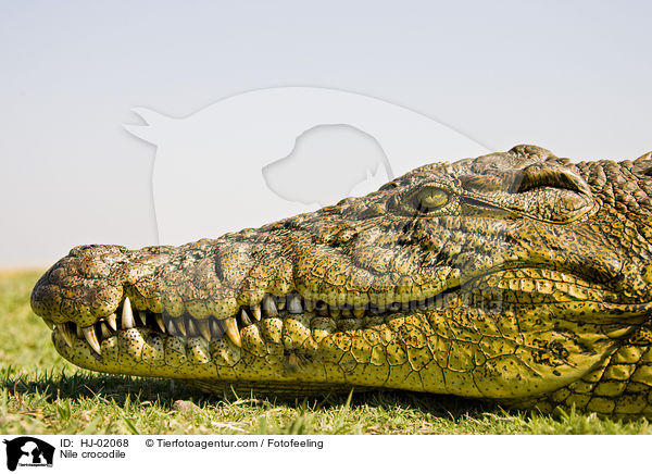 Nilkrokodil / Nile crocodile / HJ-02068