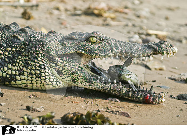 Nile crocodile / HJ-02072