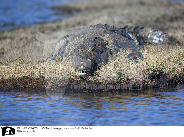 Nilkrokodil / Nile crocodile / WS-03475