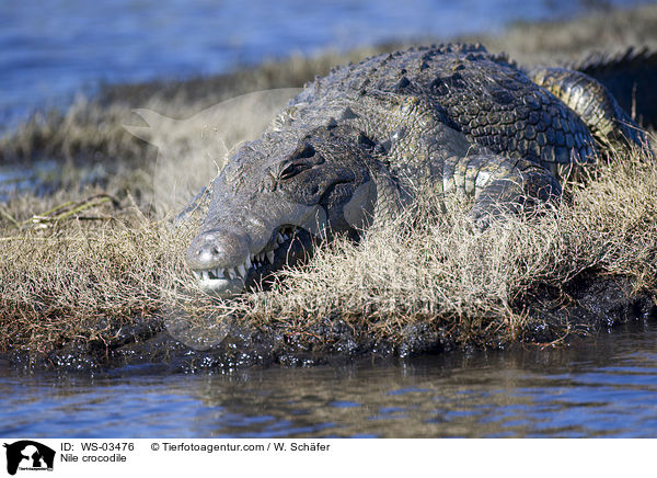 Nilkrokodil / Nile crocodile / WS-03476