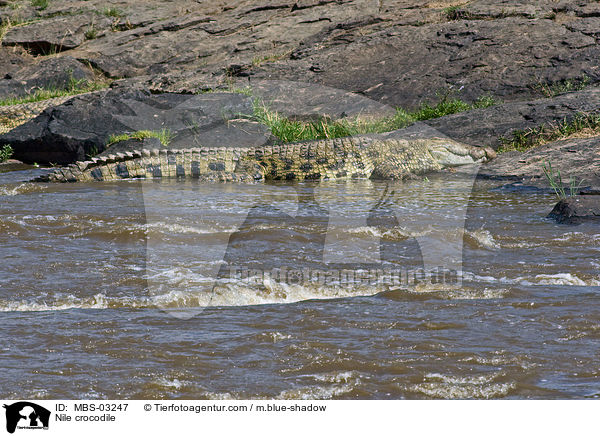 Nilkrokodil / Nile crocodile / MBS-03247