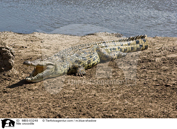 Nilkrokodil / Nile crocodile / MBS-03248