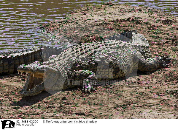 Nilkrokodil / Nile crocodile / MBS-03250