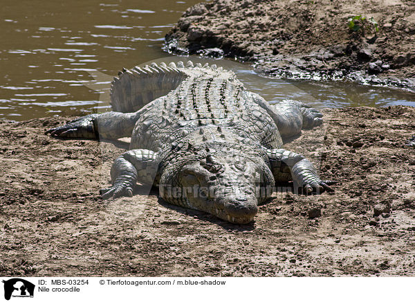 Nilkrokodil / Nile crocodile / MBS-03254