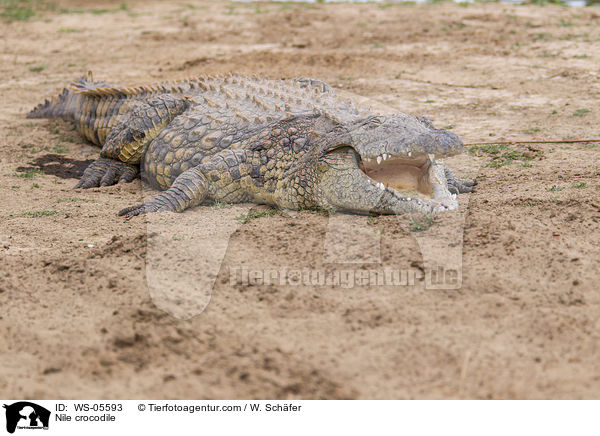 Nilkrokodil / Nile crocodile / WS-05593