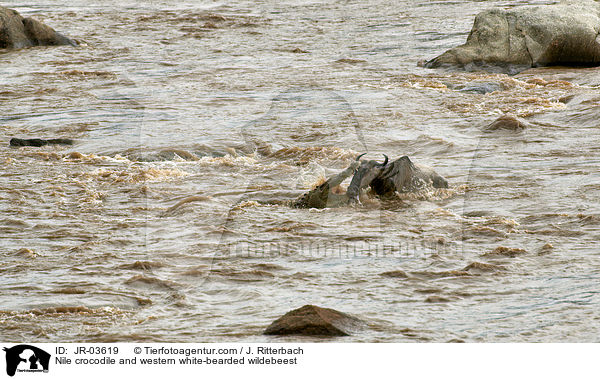 Nilkrokodil und Serengeti-Weibartgnu / Nile crocodile and western white-bearded wildebeest / JR-03619