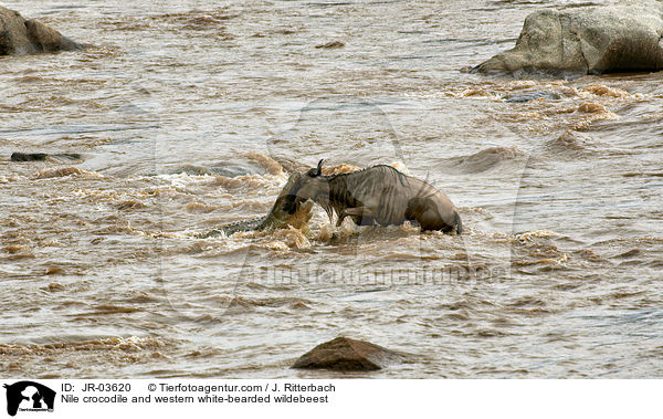Nile crocodile and western white-bearded wildebeest / JR-03620