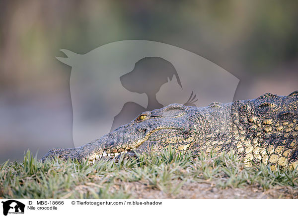 Nile crocodile / MBS-18666