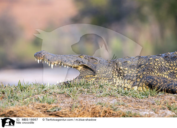 Nilkrokodil / Nile crocodile / MBS-18667