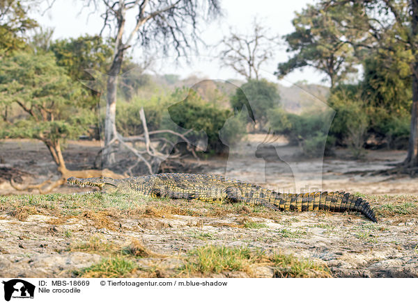 Nile crocodile / MBS-18669