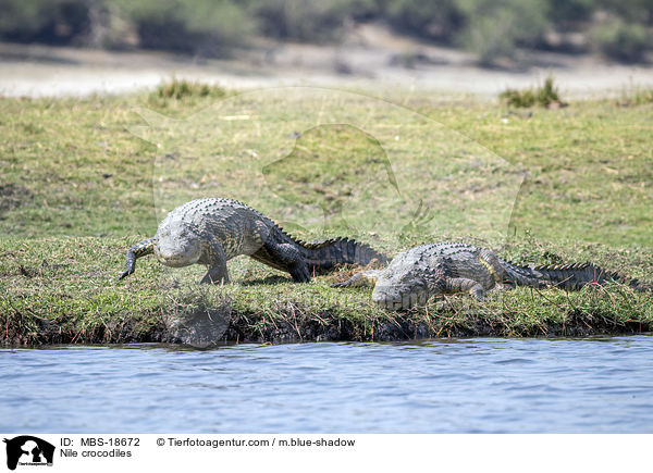 Nile crocodiles / MBS-18672