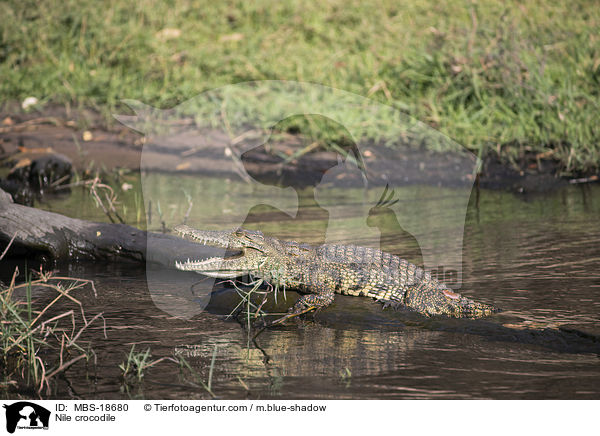 Nile crocodile / MBS-18680