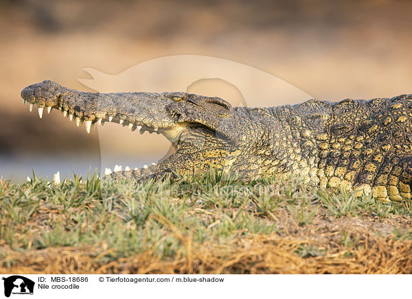 Nile crocodile / MBS-18686