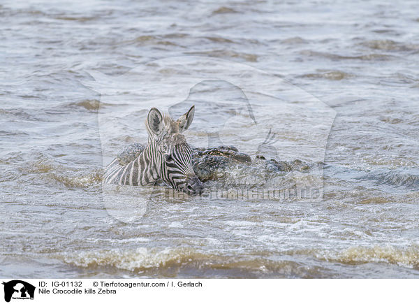 Nilkrokodil ttet Zebra / Nile Crocodile kills Zebra / IG-01132