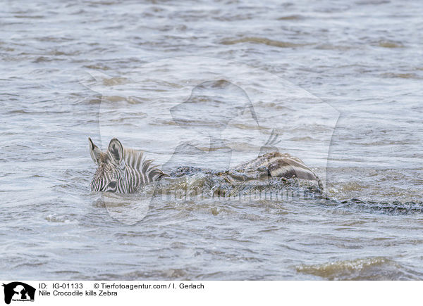 Nilkrokodil ttet Zebra / Nile Crocodile kills Zebra / IG-01133
