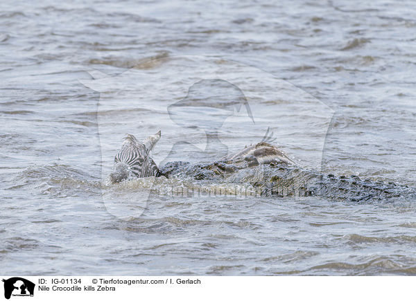 Nilkrokodil ttet Zebra / Nile Crocodile kills Zebra / IG-01134