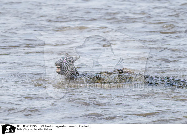 Nilkrokodil ttet Zebra / Nile Crocodile kills Zebra / IG-01135