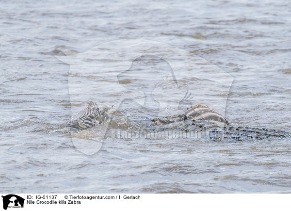 Nile Crocodile kills Zebra / IG-01137