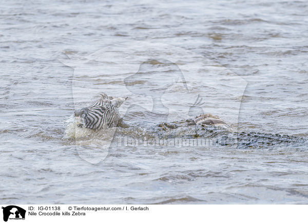 Nile Crocodile kills Zebra / IG-01138
