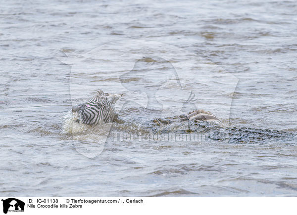 Nilkrokodil ttet Zebra / Nile Crocodile kills Zebra / IG-01138