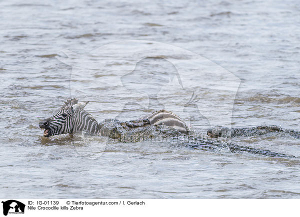 Nile Crocodile kills Zebra / IG-01139