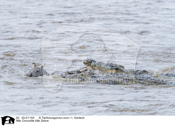 Nilkrokodil ttet Zebra / Nile Crocodile kills Zebra / IG-01140