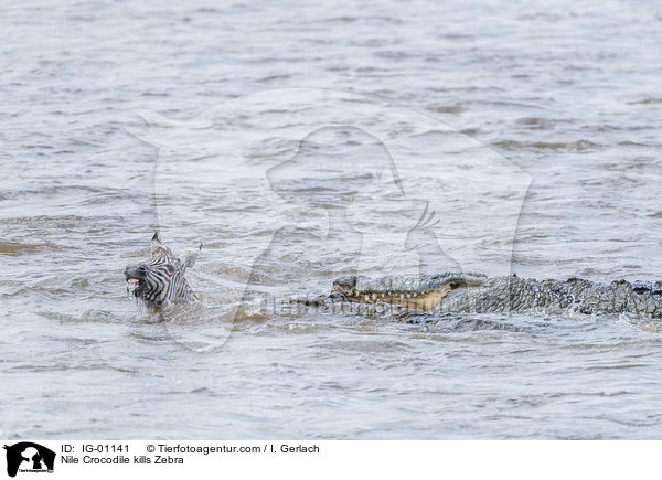 Nilkrokodil ttet Zebra / Nile Crocodile kills Zebra / IG-01141