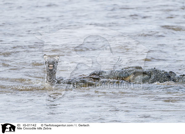Nilkrokodil ttet Zebra / Nile Crocodile kills Zebra / IG-01142