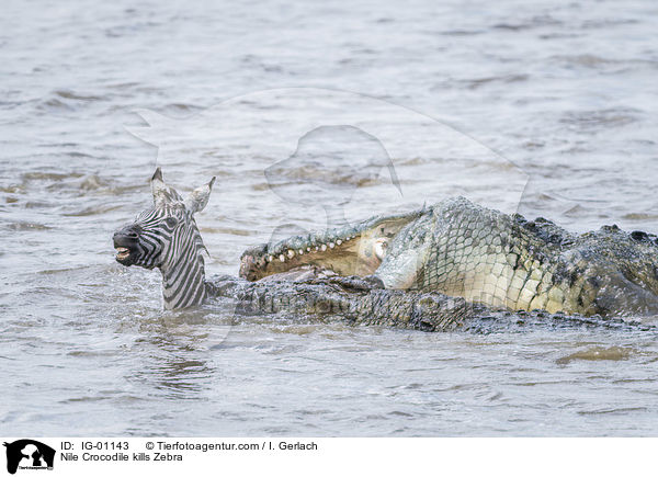 Nilkrokodil ttet Zebra / Nile Crocodile kills Zebra / IG-01143