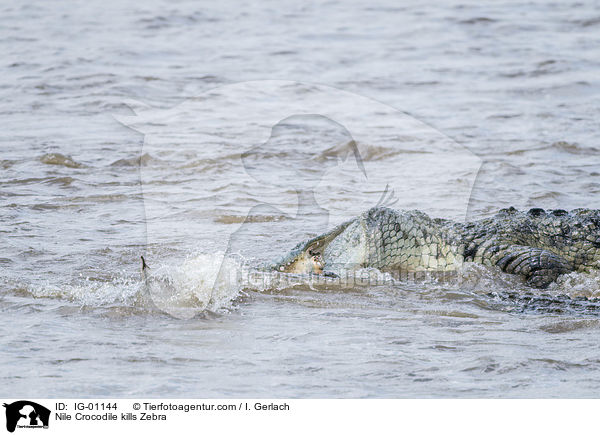 Nile Crocodile kills Zebra / IG-01144