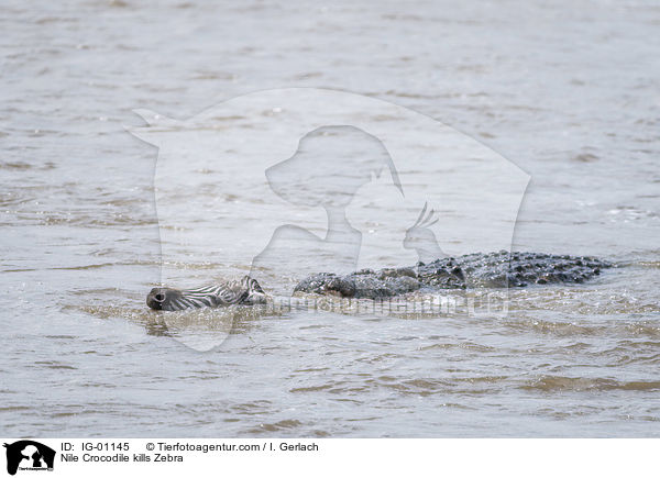 Nilkrokodil ttet Zebra / Nile Crocodile kills Zebra / IG-01145