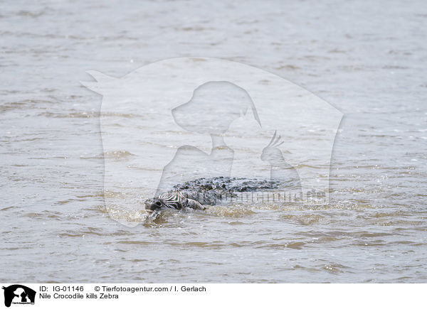 Nile Crocodile kills Zebra / IG-01146