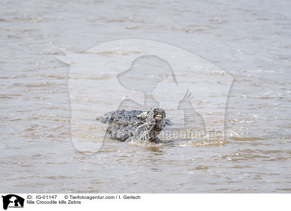 Nile Crocodile kills Zebra / IG-01147