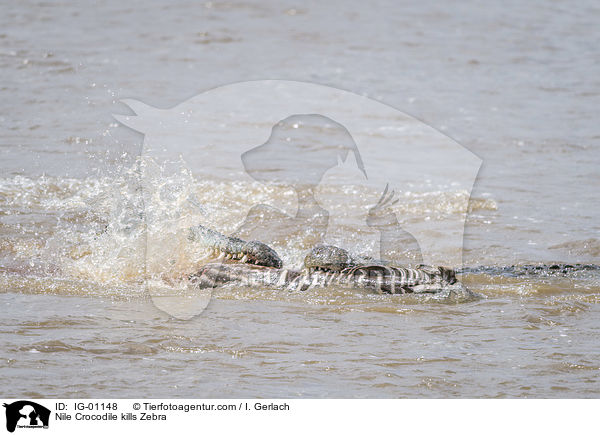 Nile Crocodile kills Zebra / IG-01148