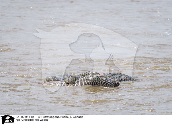 Nilkrokodil ttet Zebra / Nile Crocodile kills Zebra / IG-01149