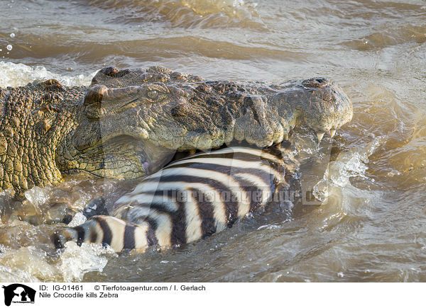 Nile Crocodile kills Zebra / IG-01461