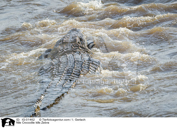 Nilkrokodil ttet Zebra / Nile Crocodile kills Zebra / IG-01462