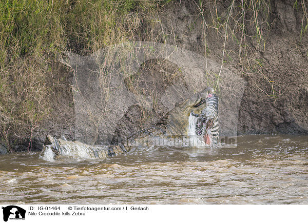 Nilkrokodil ttet Zebra / Nile Crocodile kills Zebra / IG-01464