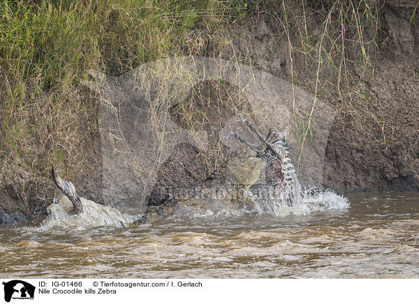 Nilkrokodil ttet Zebra / Nile Crocodile kills Zebra / IG-01466