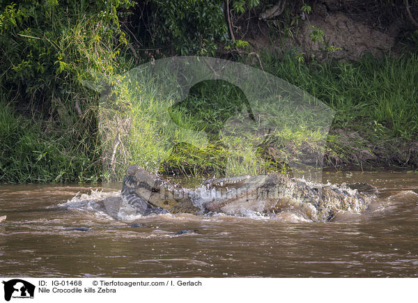 Nilkrokodil ttet Zebra / Nile Crocodile kills Zebra / IG-01468