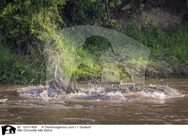 Nile Crocodile kills Zebra / IG-01469