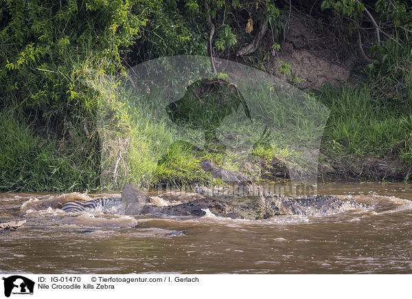 Nilkrokodil ttet Zebra / Nile Crocodile kills Zebra / IG-01470