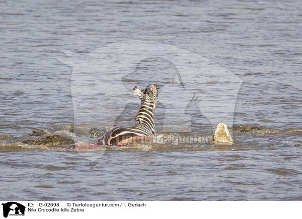 Nilkrokodil ttet Zebra / Nile Crocodile kills Zebra / IG-02698