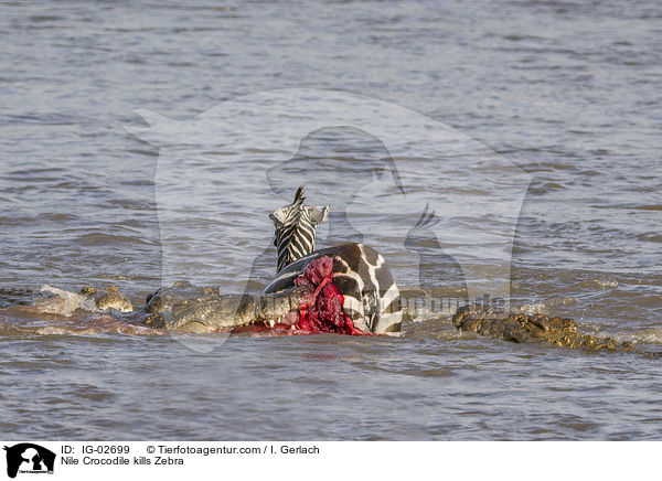 Nile Crocodile kills Zebra / IG-02699