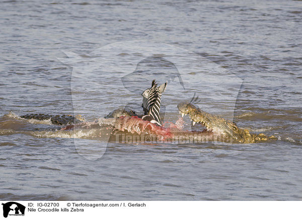 Nile Crocodile kills Zebra / IG-02700