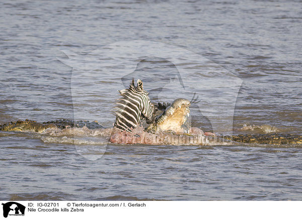 Nile Crocodile kills Zebra / IG-02701