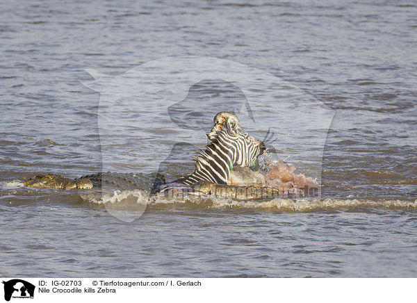 Nile Crocodile kills Zebra / IG-02703