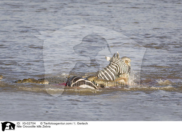 Nilkrokodil ttet Zebra / Nile Crocodile kills Zebra / IG-02704