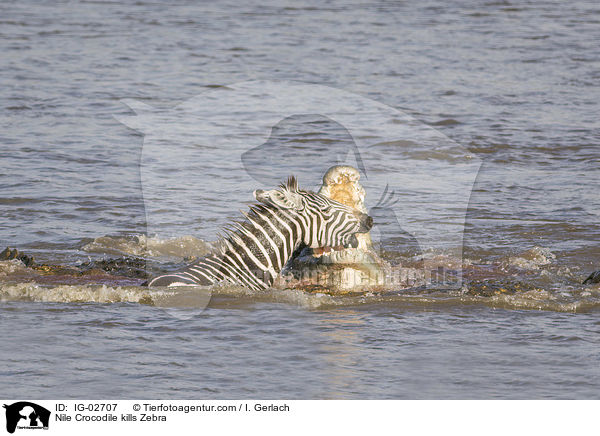 Nilkrokodil ttet Zebra / Nile Crocodile kills Zebra / IG-02707